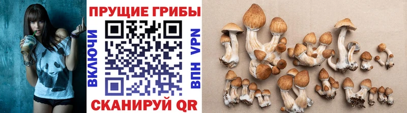 Псилоцибиновые грибы мухоморы  Купить  Ядрин 